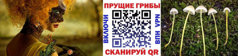 Псилоцибиновые грибы ЛСД  Купить  Снежногорск 